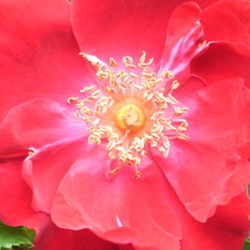 Comprar rosales online - Rojo - Rosas Silverstre - rosa sin fragancia - Rosal Eddie's Jewel - J.H. Eddie - Puede crecer en un rosal grande sin tener que apoyarlo. También es posible utilizarla para cubrir arcos y pergolas.